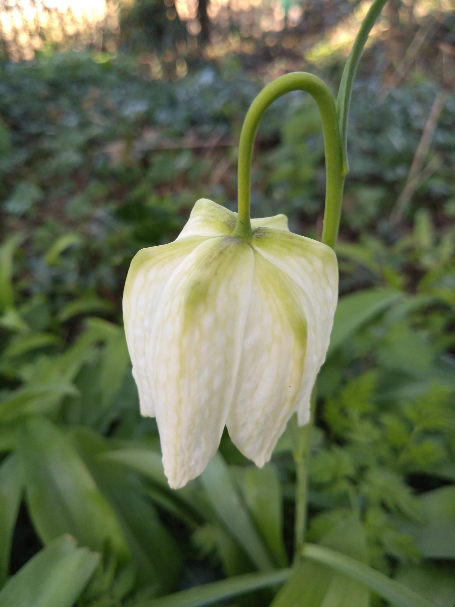 Snake-Head-Fritillary